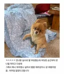 강아지랑 발 부딪혔는데