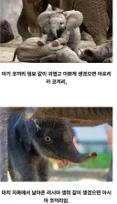 코끼리 구분법