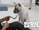 강형욱 만나고 애교쟁이로 돌변한 강아지