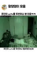 주인이 CCTV 2번이나 돌려보게 한 개의 행동.mp4