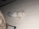 우리집 고양이 근황
