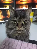 일어나자마자 고양이 괴롭힘