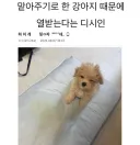 맡아주기로한 강아지때문에 열받은 디시인.
