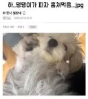 강아지가 피자 훔쳐먹었다.