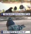 "비둘기는 혼돈의 가장자리에서 살아.".jpg
