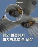 매에게 사냥당한 생쥐가 마지막으로 본 세상.jpg