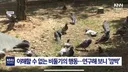 최신연구로 밝혀진 비둘기의 행동 패턴.jpg