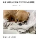 개빡친 치와와