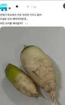 학교에서 키운 무라며 가지고 왔어