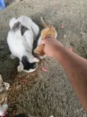 밥만 주는 동내 길냥이 새끼