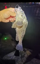 이제 슬슬 물고기 올라오네욤