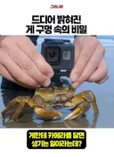 드디어 밝혀진 게 구멍 속의 비밀
