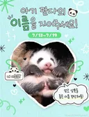바오가족 막내 아기 판다 이름 공모 이벤트 🐼