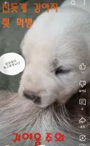 개젖먹고싶어하는 사람도 있다고?