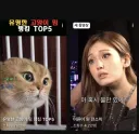 내 유튜브 알고리즘 근황