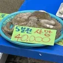 5분전 사망한 문어가 4만원!!