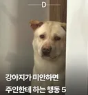 강아지가 미안하면 하는 행동