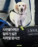 시민들이 찍은 일하기 싫은 지하철 탐지견