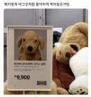이케아 골댕이 인형 근황ㅋㅋㅋㅋㅋㅋㅋㅋ
