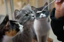 고양이, 배불러서가 아니라 '냄새'에 질려 밥 남긴다