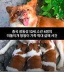 왕왕이 사체 찾은 중국인이 올린글(잔인한 사진x)