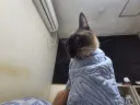 우리집 고양이가 많이 화가 났어요....