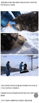 몽골인들이 반려견이 죽어도 슬퍼하지 않는 이유