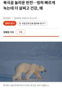 지구온나화로 인한 북극곰의 최후.jpg