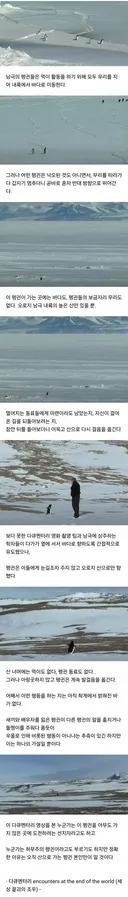 남들과 달리 홀로 산으로 간 펭귄