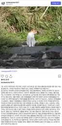 마라도의 고양이들 근황