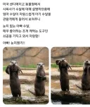 눈치 없는 아빠 수달