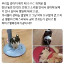 강아지가 반년간 한번도 안 짖은 이유