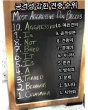 공격성 강한 견종 순위.TOP10