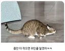 쥐같은 고양이 본 적 있어