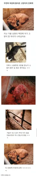 우연히 목장으로 들어온 고양이