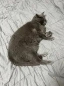우리집 고양이 근황