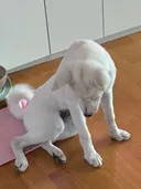 자세 무슨 궁에서 쫓겨나는 후궁마냥