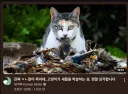 새덕후) 이번에 캣맘에 대해 맘 독하게 먹었나보네