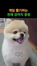 뽑기 천재견 은곰이