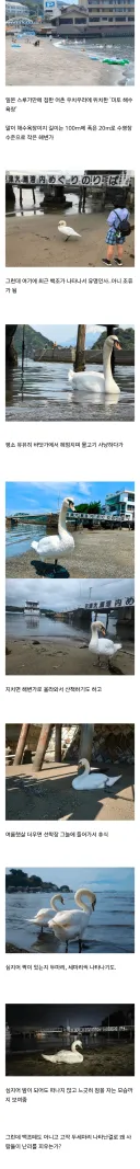 백조가 돌아다닌다고 화제인 일본 해수욕장ㄷㄷㄷㄷㄷ