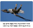 비틱질은 모든 생물에게 본능이다