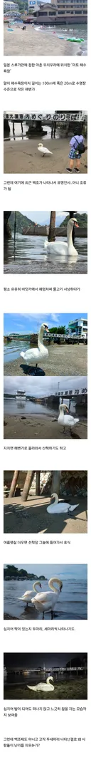 백조가 돌아다닌다고 화제인 일본 해수욕장.jpg
