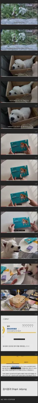 순혈 시골 강아지.jpg