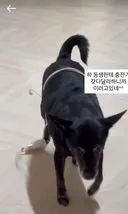 충전기 갖다달라하니까 강아지한테 배달시킨 동생