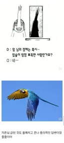 원피스)앵무새론 근거에 이것도 있네