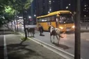 말 세 마리 '도심 활보'…