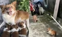 잔인하게 학대 당해 죽은 5마리 개…전 세계에서