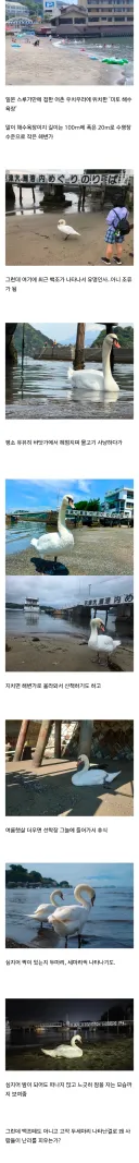 백조가 돌아다닌다고 화제인 일본 해수욕장