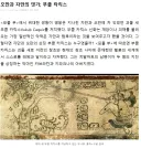 원피스) 마야 신화 앵무새 놈 보니까 '악마', '열매'랑도 관련이 있네?