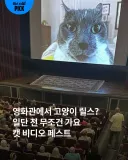 영화관에서 고양이 영상만 70분 보는 페스티벌...